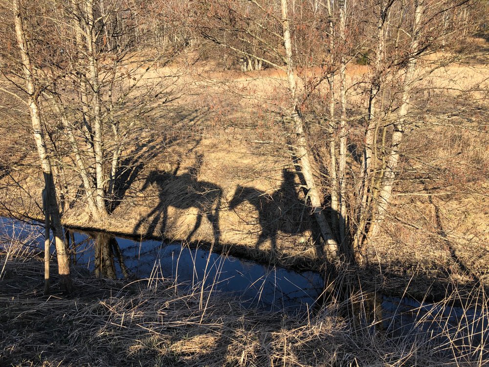 Hästen Gun får ny boxgranne och kompis