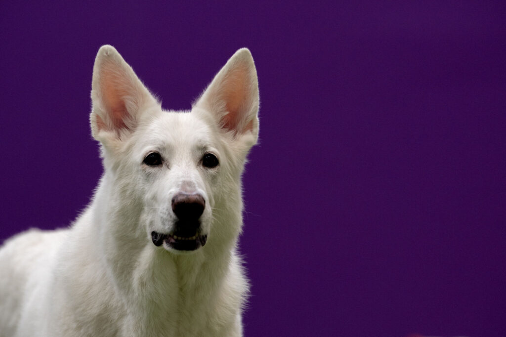 Hunden Zulis artros satte inte stopp för ett aktivt liv