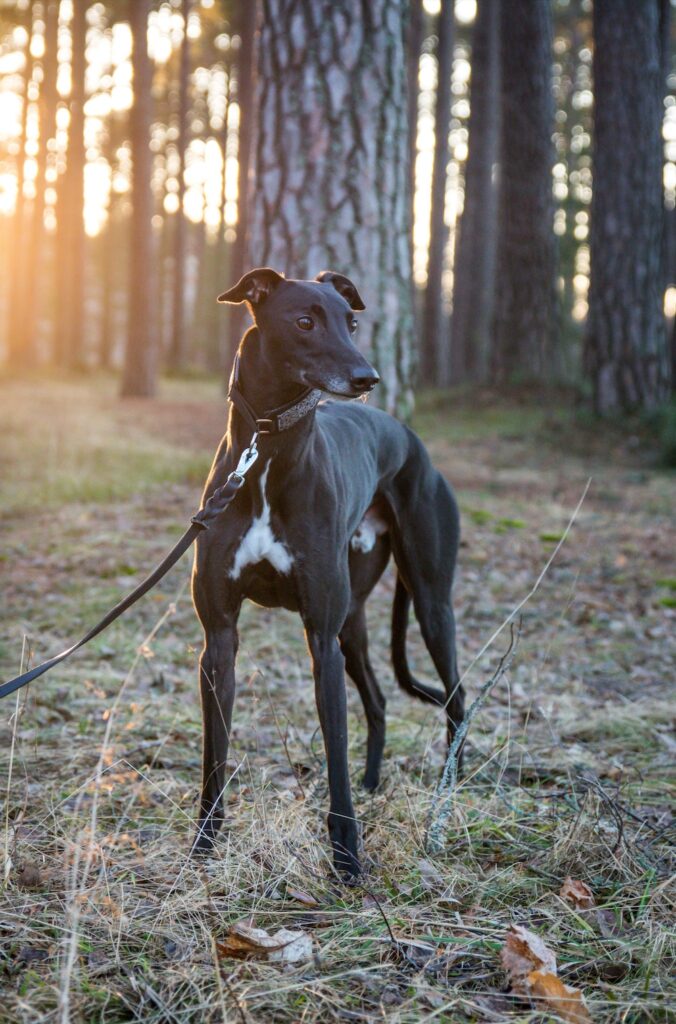 Hunden Eak fick sammetssvart päls och slitstarka trampdynor