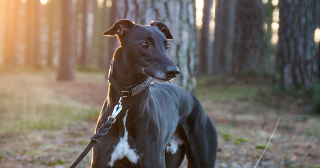 Hunden Eak fick sammetssvart päls och slitstarka trampdynor