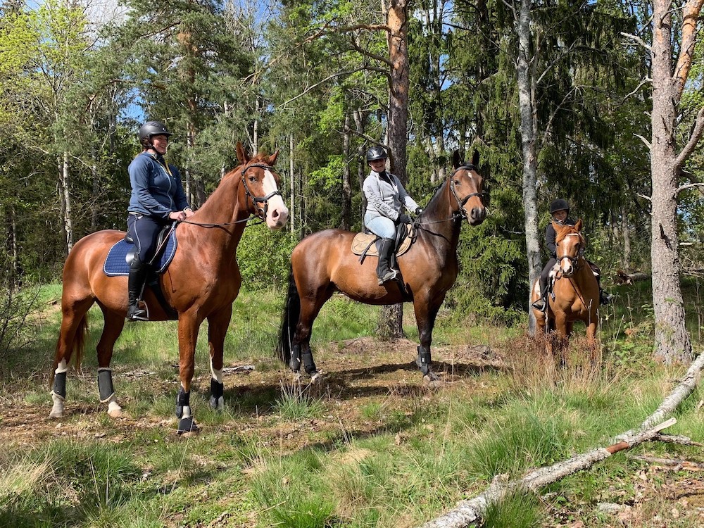 Sommartider på stallet Skånsta Ryttare