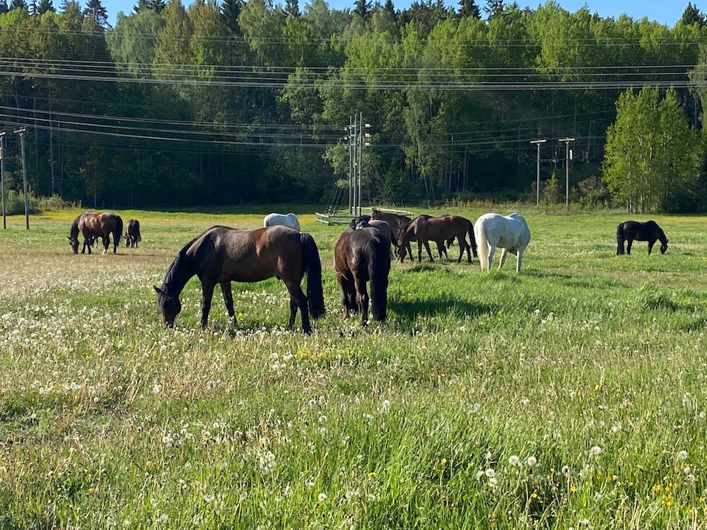 Sommartider på stallet Skånsta Ryttare