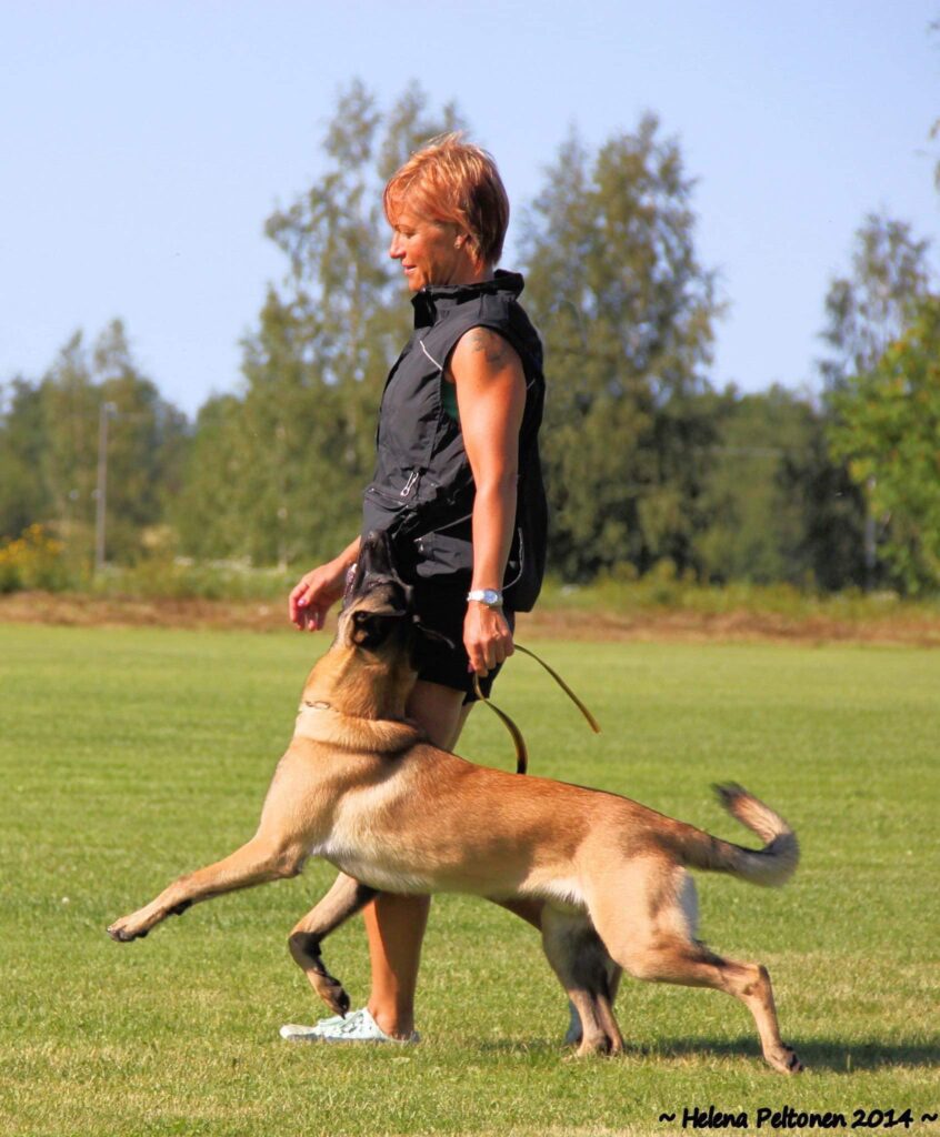 Malinois