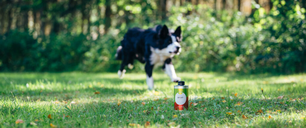 Nutrolin Sport till bordercollie