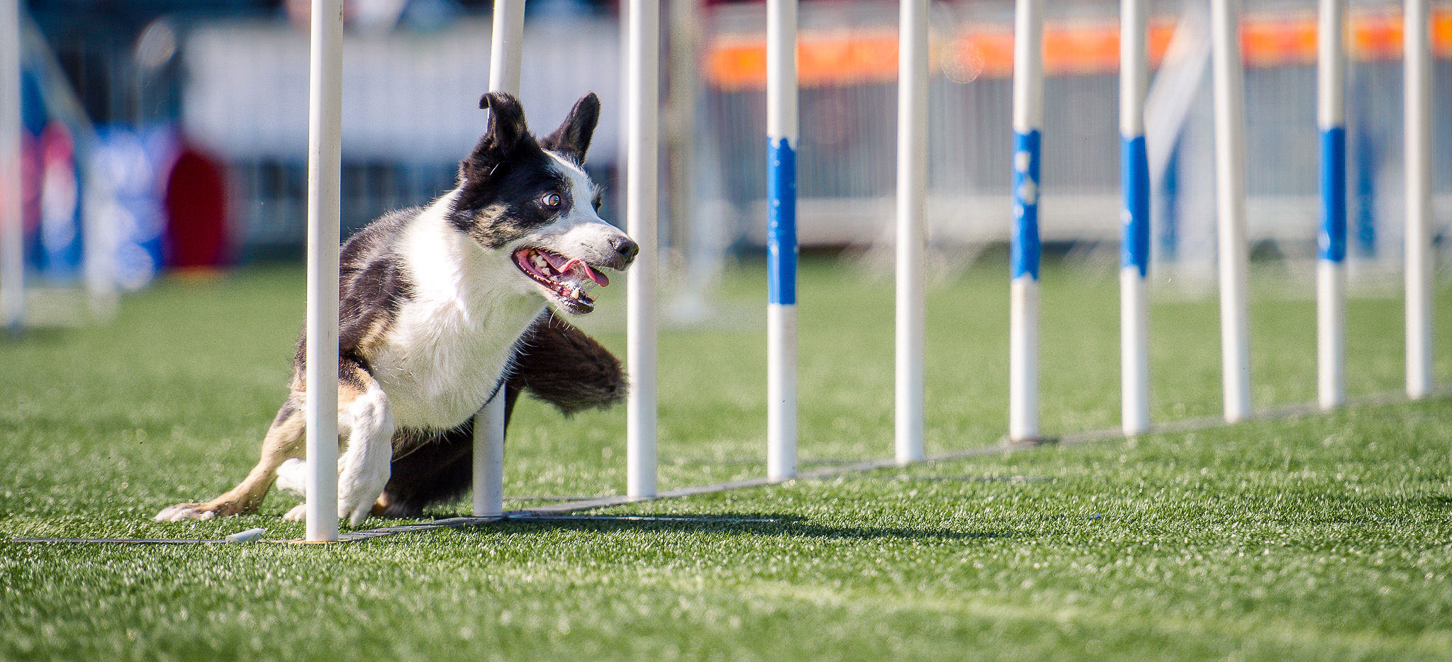 Agilityhunden drar nytta av Nutrolin Sport