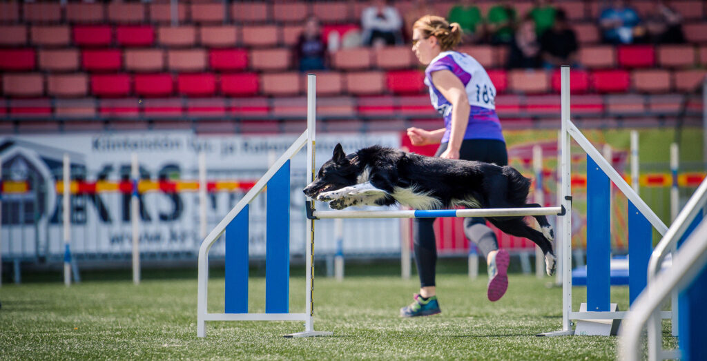 Boosta din agilityhund med rätt omega-fettsyror