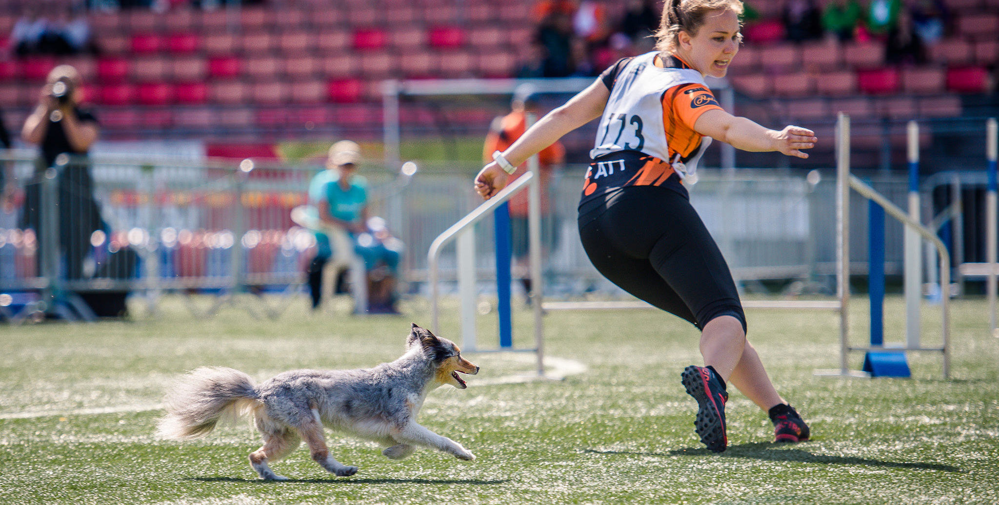 Boosta din agilityhund med rätt omega-fettsyror