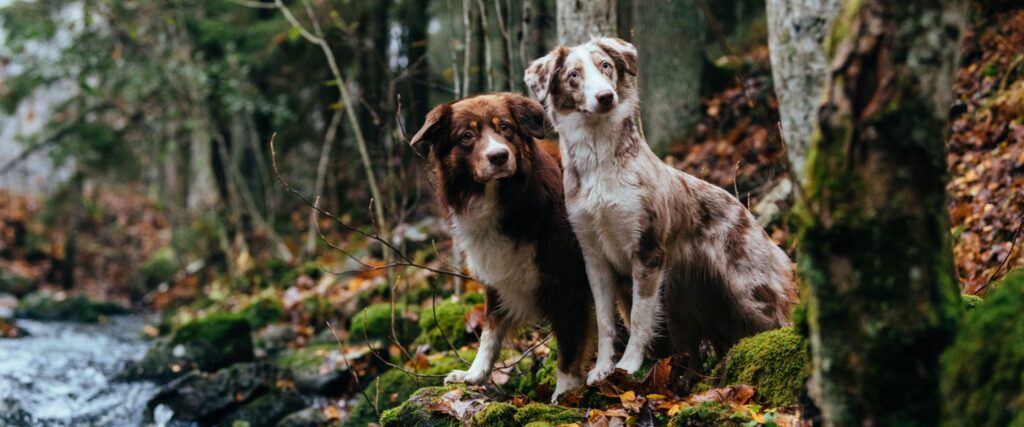 Hundar och höst