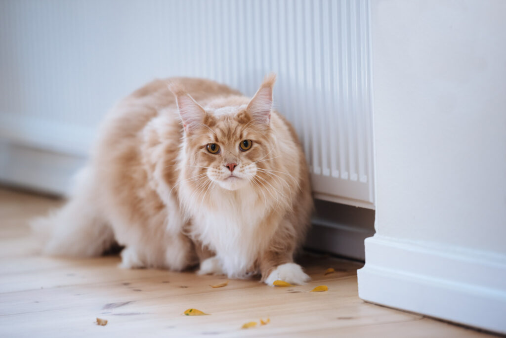 Mainecoon på besök på Nutrolin-kontoret