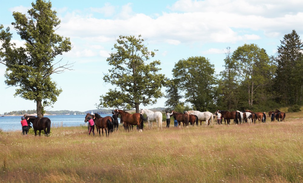 Hästarna på Skånsta Ryttare har återvänt från sitt sommarlov