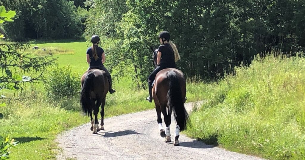 Nya vindar för hästen Gun och hennes familj