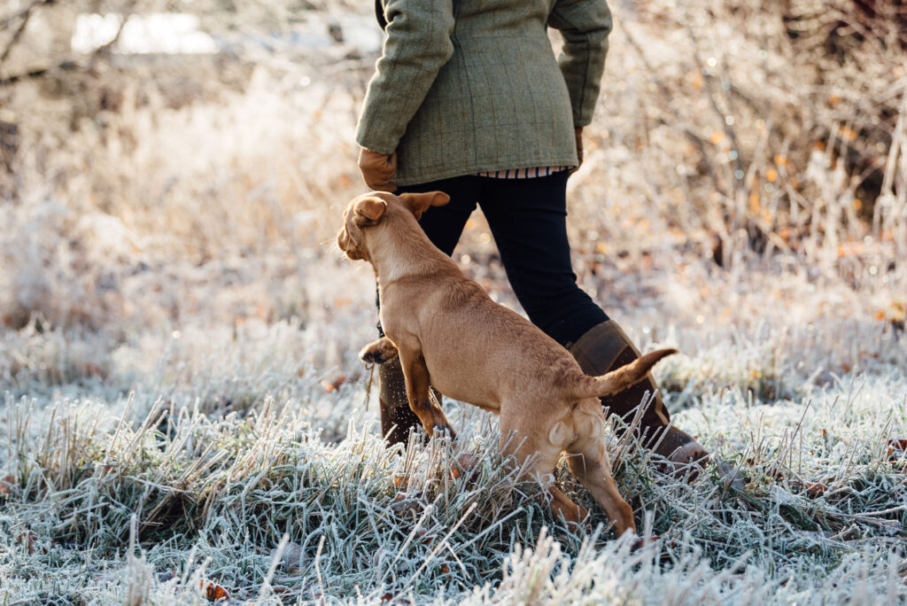 Lider din hund av hud- och pälsproblem under vintern?