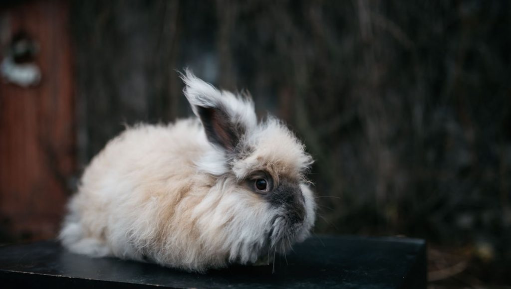 Torr hud hos kaniner och marsvin – kan fettsyretillskott hjälpa?