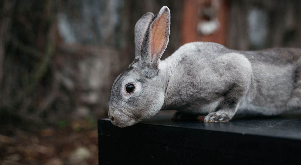 Torr hud hos kaniner och marsvin – kan fettsyretillskott hjälpa?
