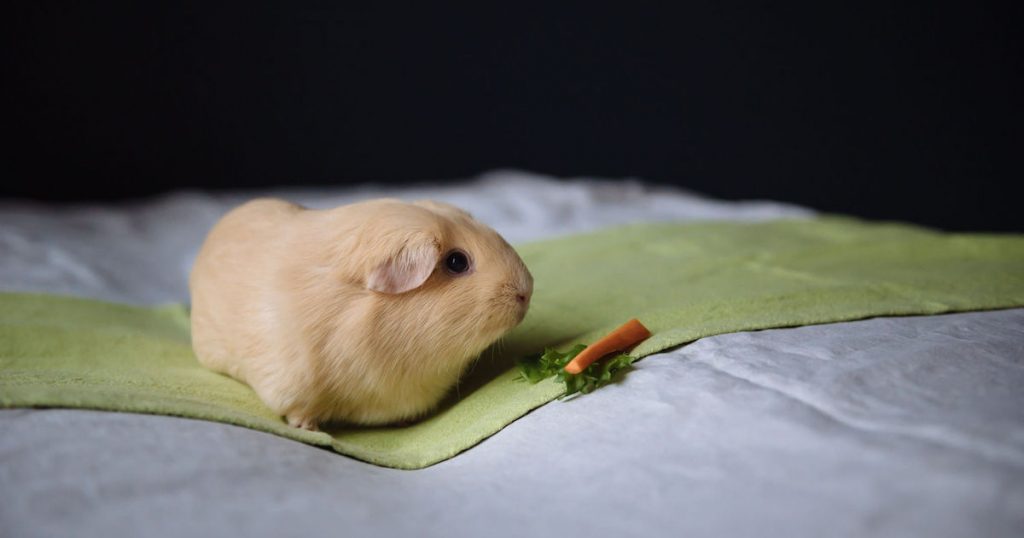 Torr hud hos kaniner och marsvin – kan fettsyretillskott hjälpa?