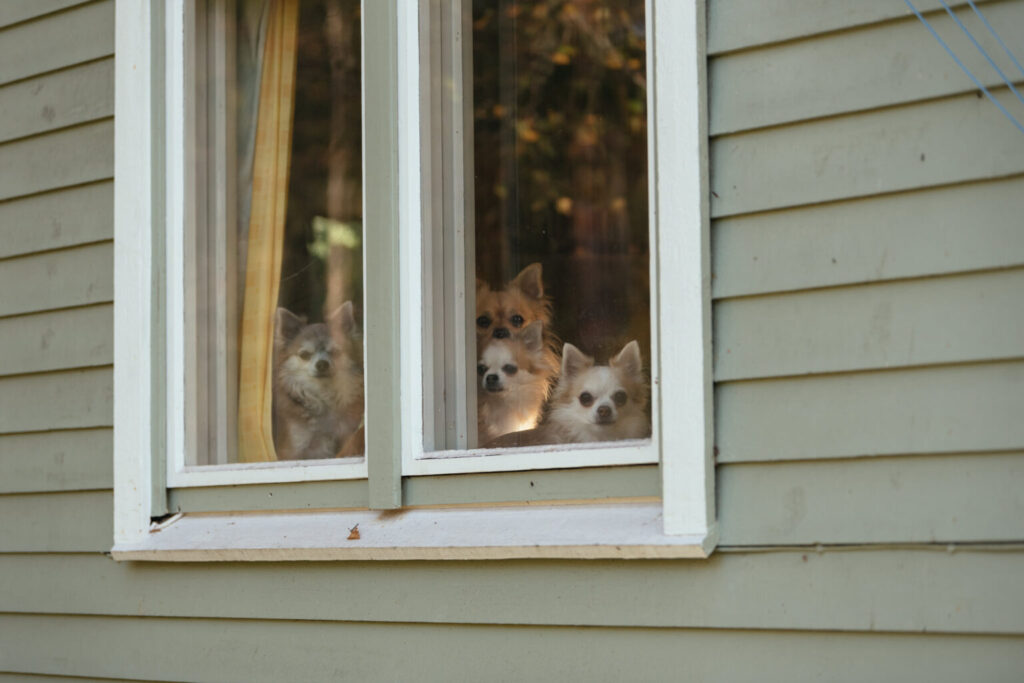 Sötvarning: chihuahuas som små scouter