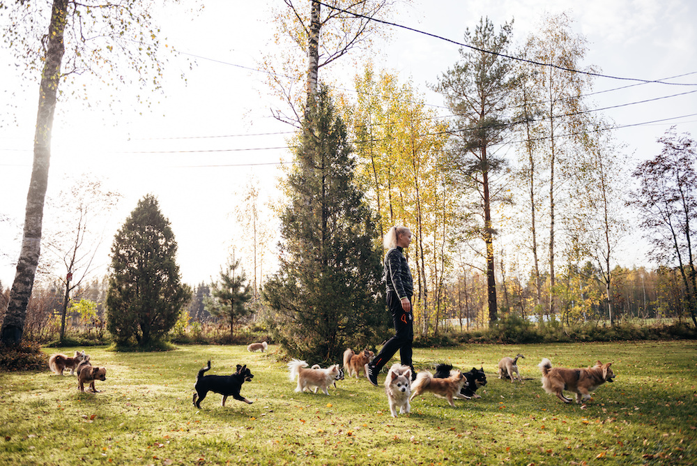 Sötvarning: chihuahuas som små scouter