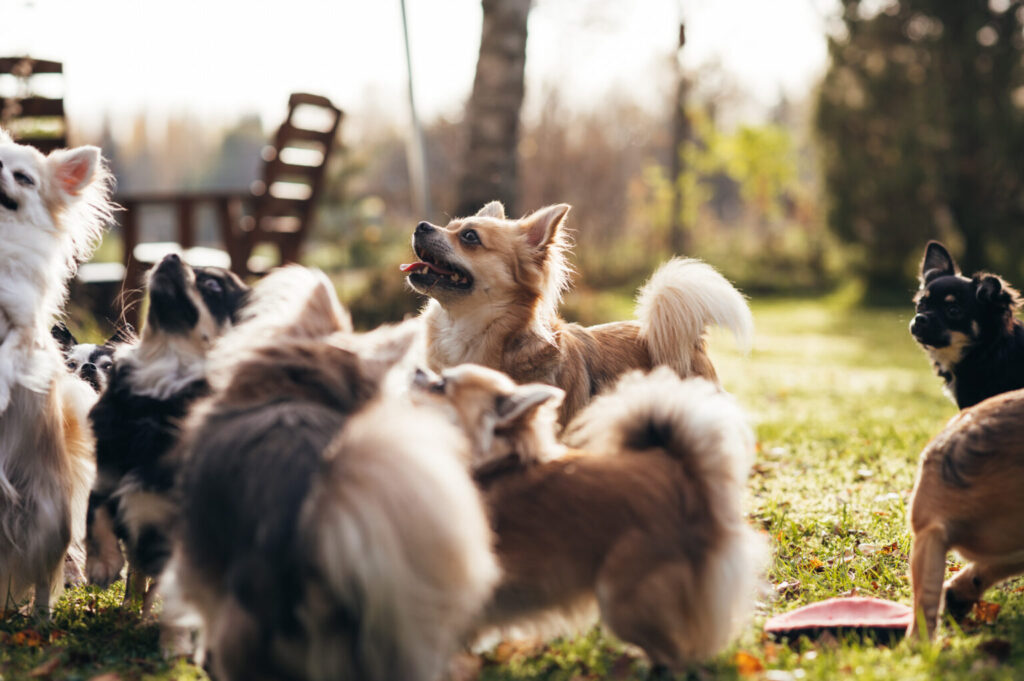 Sötvarning: chihuahuas som små scouter