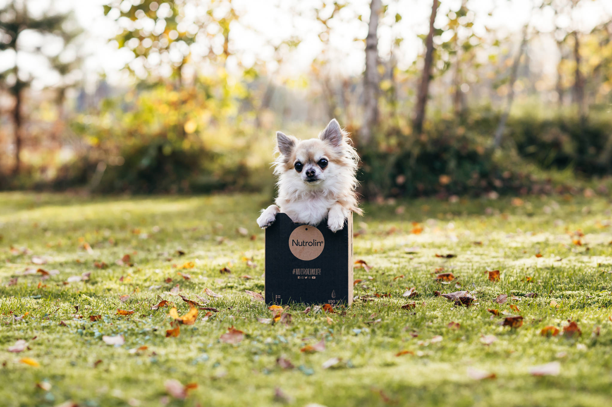 Sötvarning: chihuahuas som små scouter