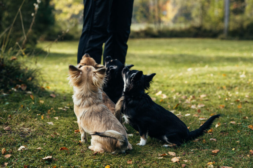 Sötvarning: chihuahuas som små scouter