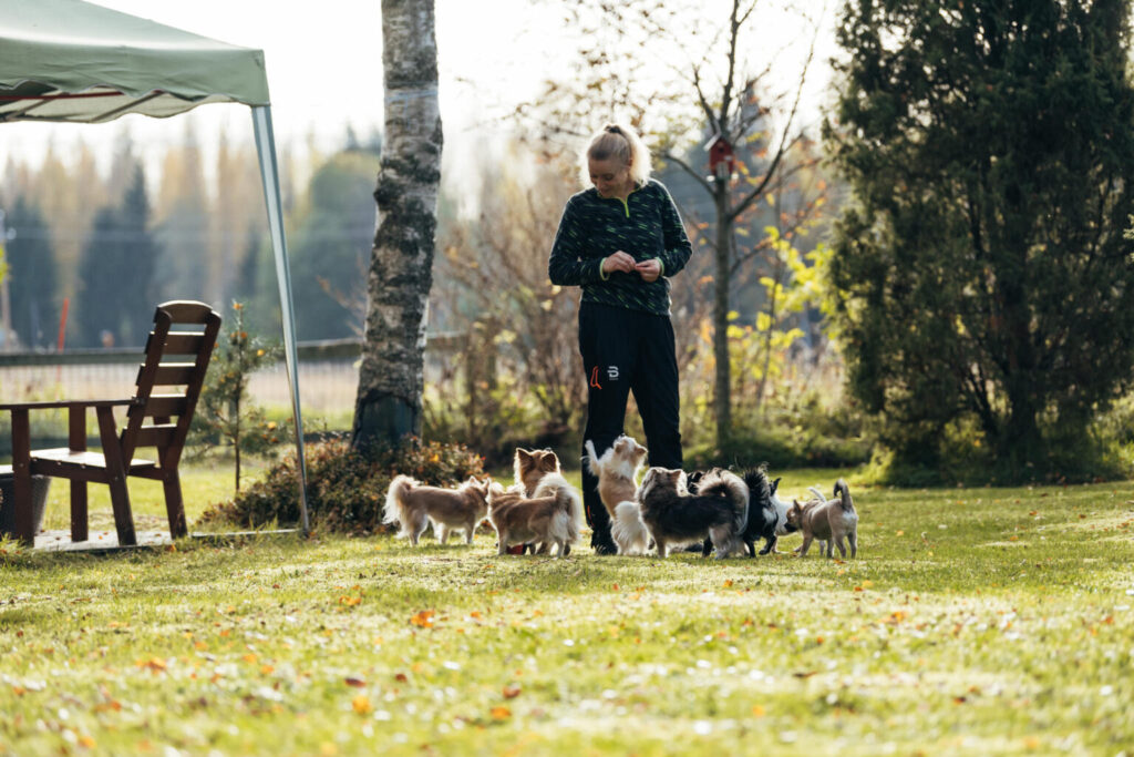 Sötvarning: chihuahuas som små scouter