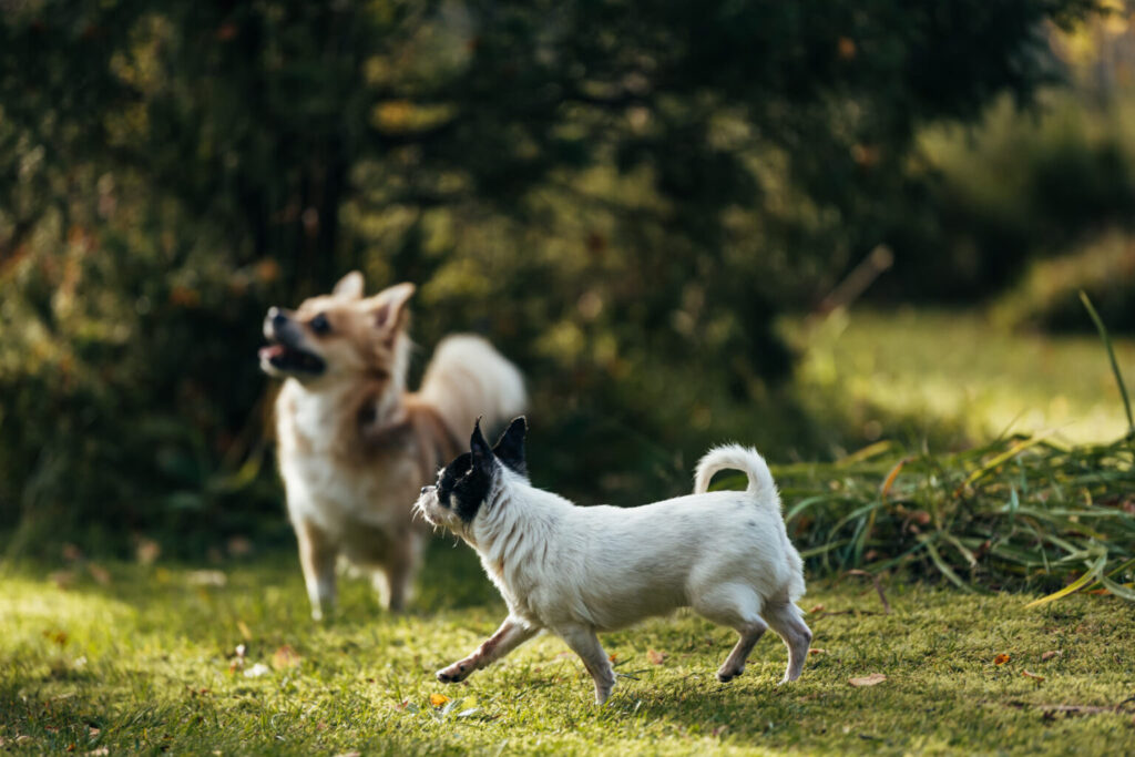 Sötvarning: chihuahuas som små scouter