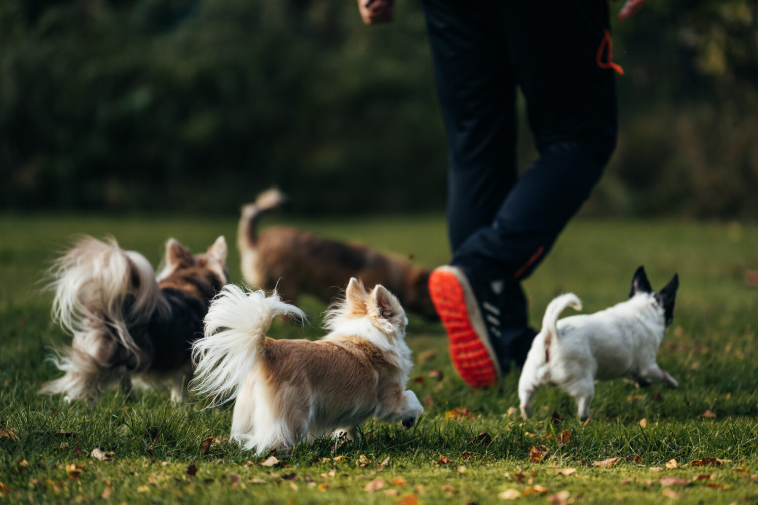 Sötvarning: chihuahuas som små scouter