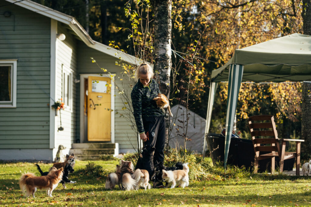 Sötvarning: chihuahuas som små scouter