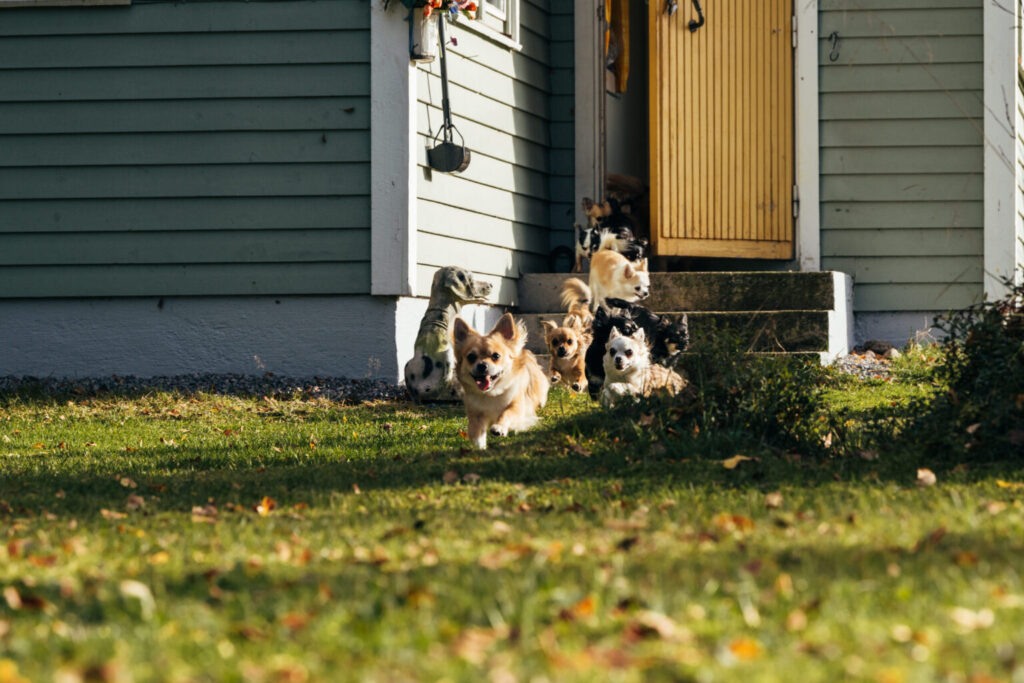 Sötvarning: chihuahuas som små scouter