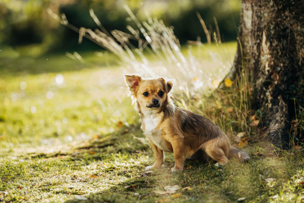 Sötvarning: chihuahuas som små scouter