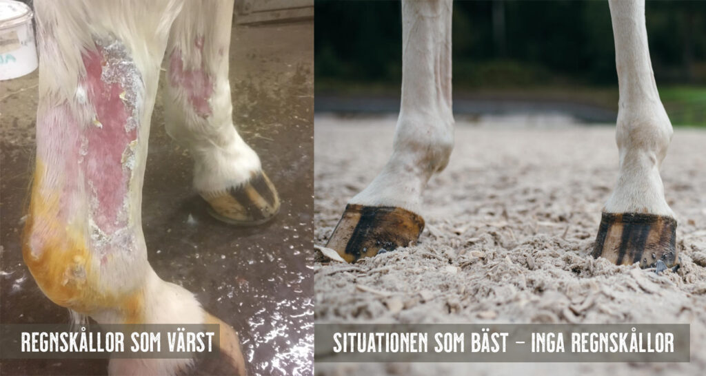 Nutrolin® HORSE Skin & Coat stödjer vården av regnskållor