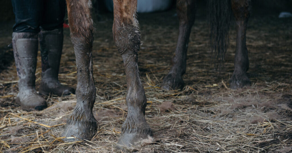 Nutrolin® HORSE Skin & Coat stödjer vården av regnskållor