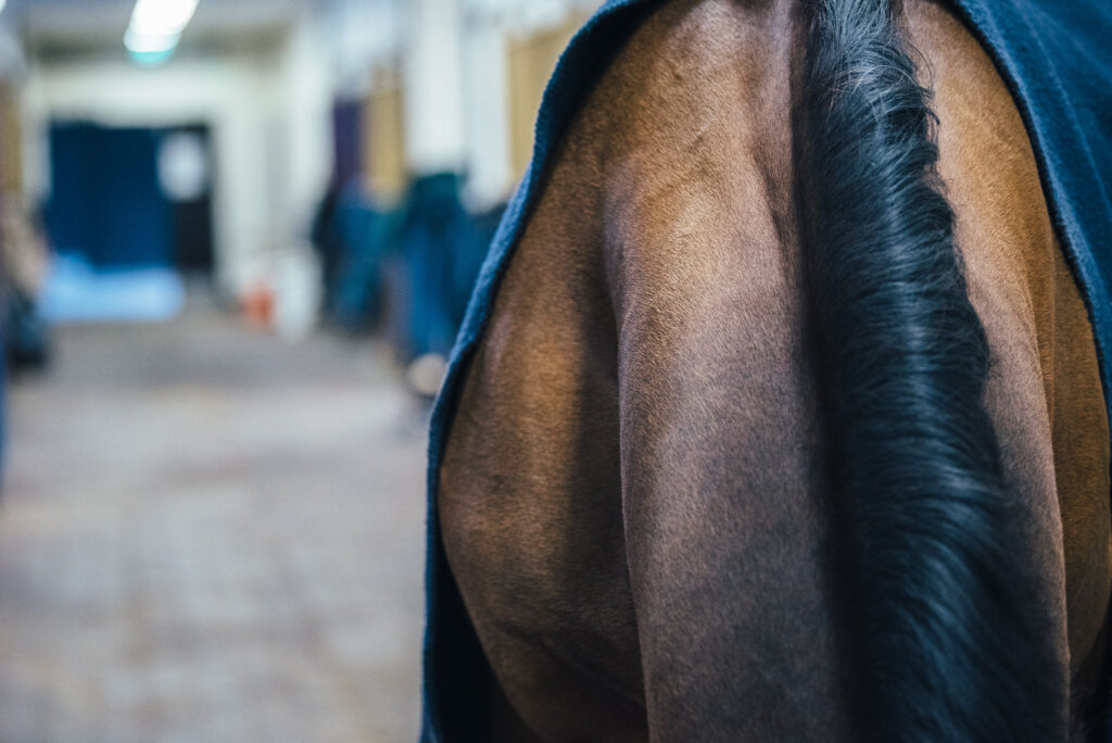 Nutrolin® HORSE Skin & Coat stödjer vården av regnskållor