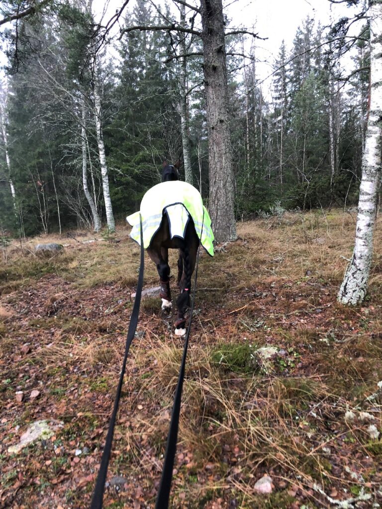 Hästen Gun stortrivs på sitt nygamla stall