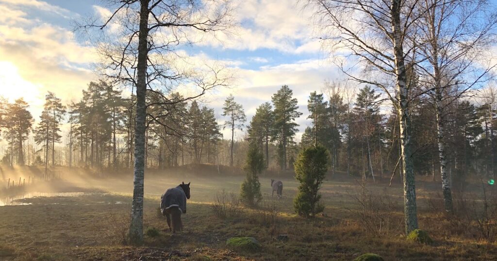 Hästen Gun stortrivs på sitt nygamla stall