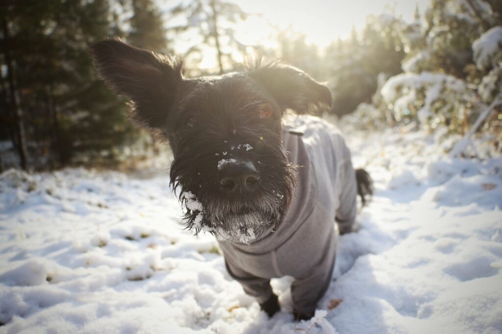 Hunden Kiba har SLO – en sjukdom som gör att klorna lossnar