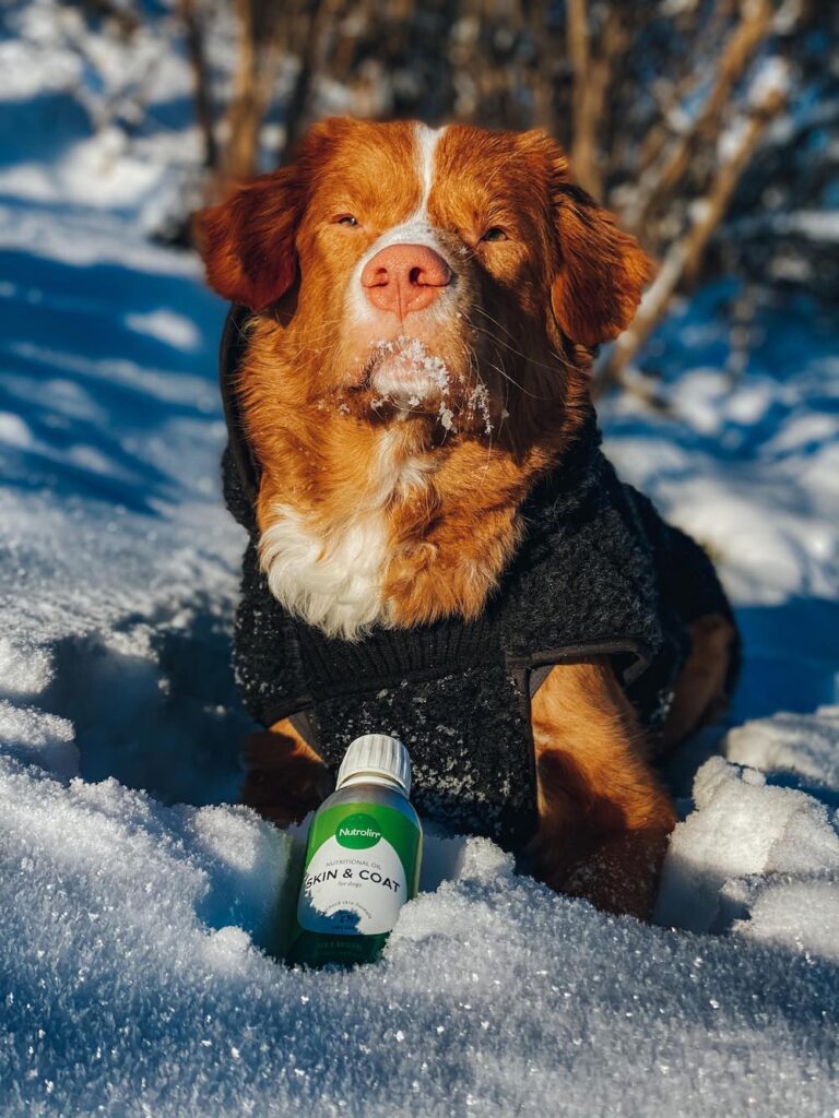 Hunden Simba fick svampinfektioner gång på gång