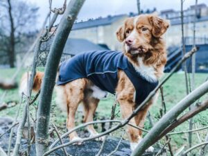 Hunden Simba fick svampinfektioner gång på gång