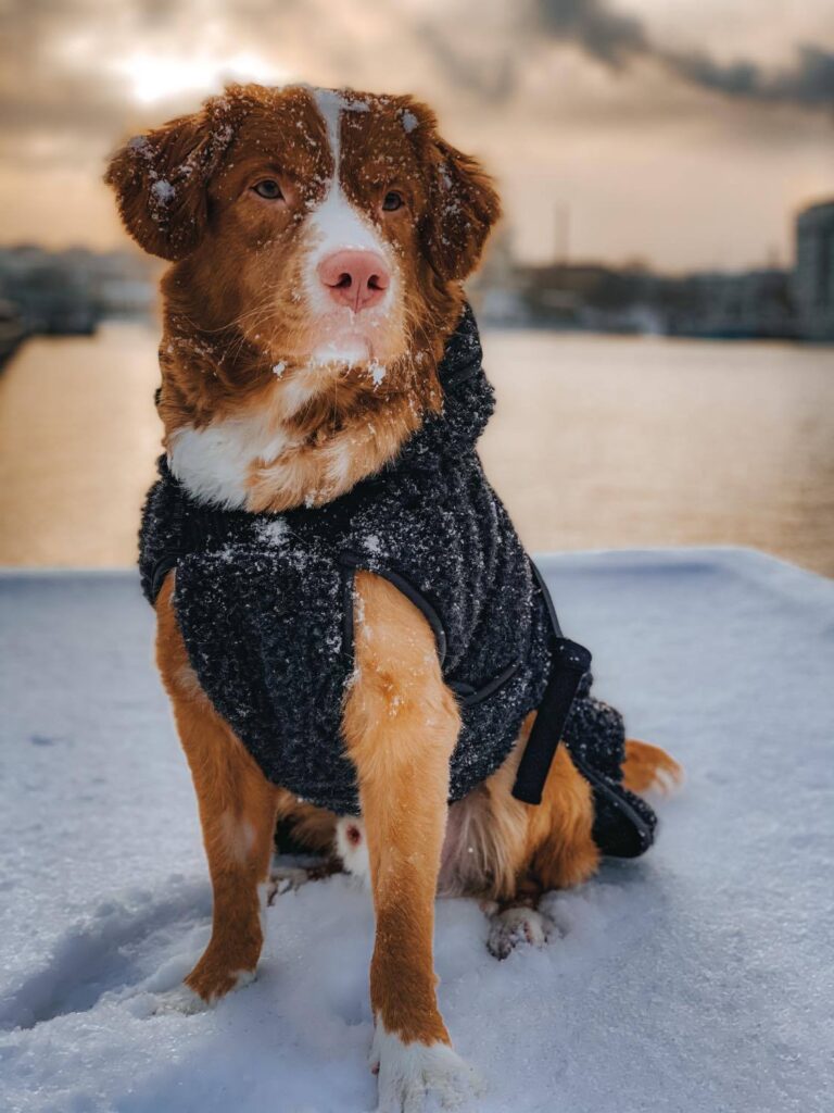 Hunden Simba fick svampinfektioner gång på gång