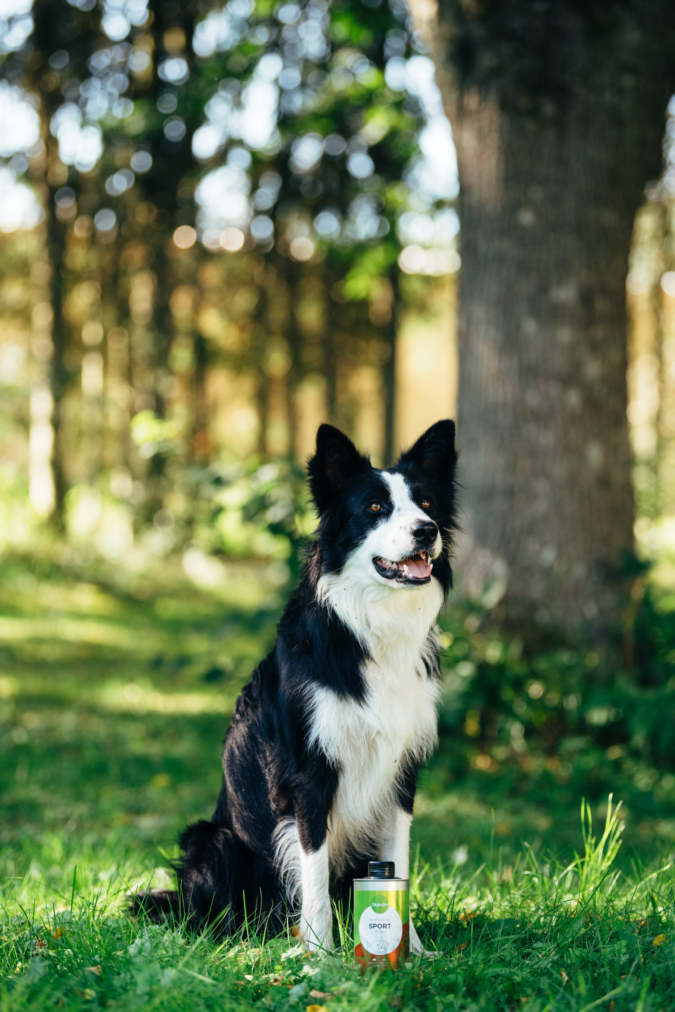 Nutrolin Sport skyddar arbets- och sporthunden