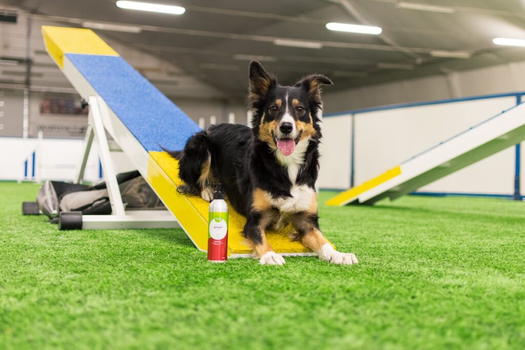 Agilityhund och Nutrolin® SPORT