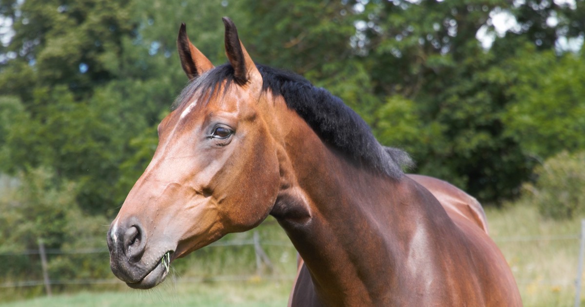 Hästen Gun har galopperat vidare
