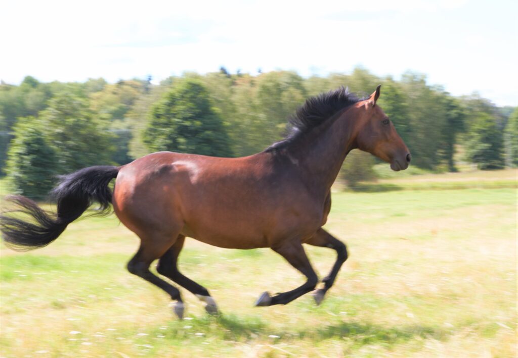 Hästen Gun galopperar