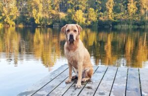 Labradoren Iza hade problem med öronen och tassarna