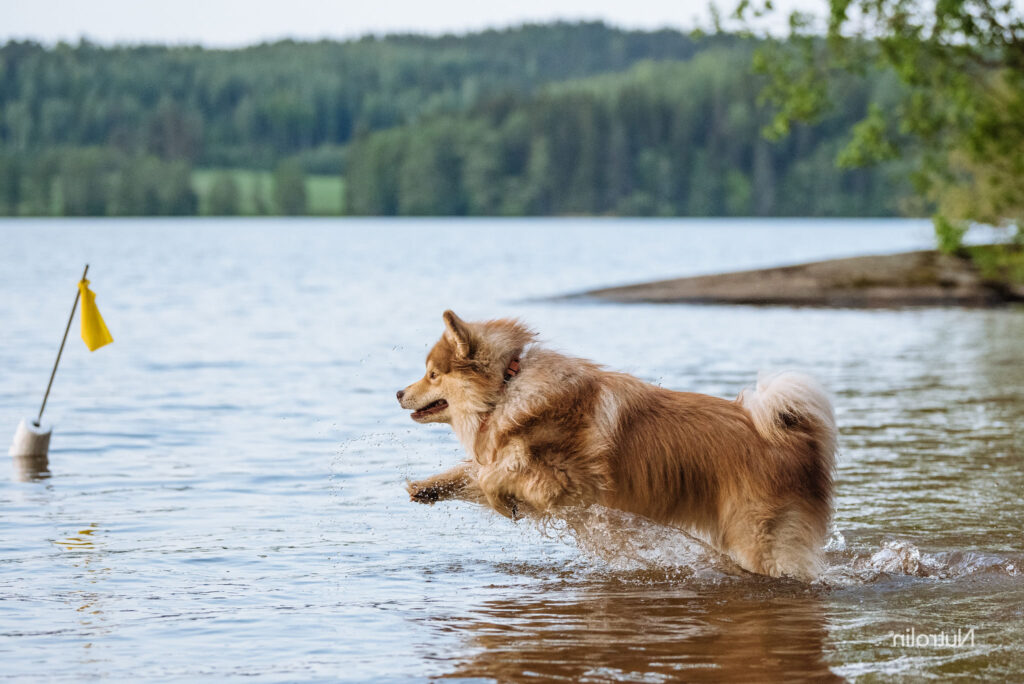 Hundens hud- och pälsproblem under våren och sommaren