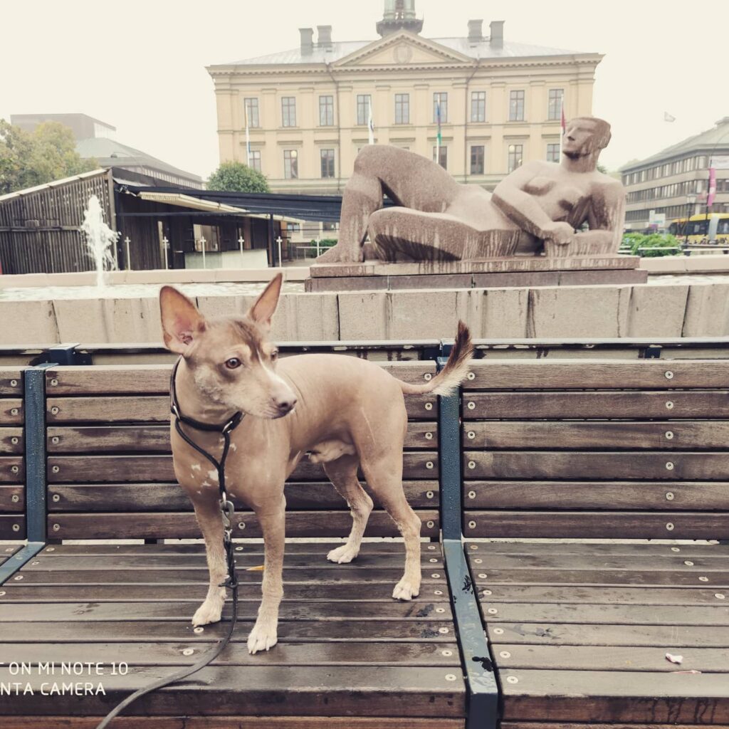 Nakenhundar med vintereksem, finnar och pormaskar