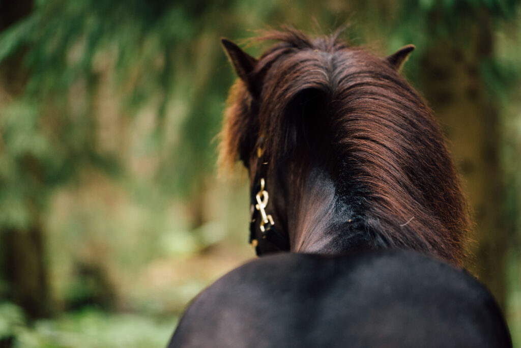 Nu mer E-vitamin i Nutrolin® HORSE Skin & Coat-näringsoljan
