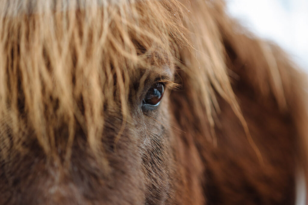Nu mer E-vitamin i Nutrolin® HORSE Skin & Coat-näringsoljan
