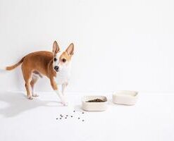 Venandi Design Pet Bowl