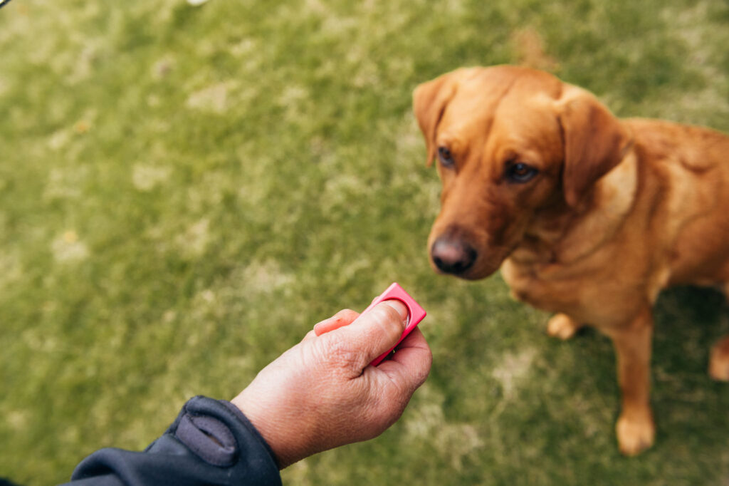 Klickerträning med hunden